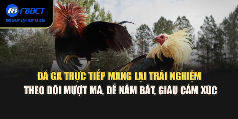 Đá gà trực tiếp mang lại trải nghiệm theo dõi mượt mà, dễ nắm bắt, giàu cảm xúc