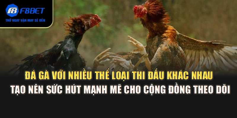 Đá gà với nhiều thể loại thi đấu khác nhau tạo nên sức hút mạnh mẽ cho cộng đồng theo dõi