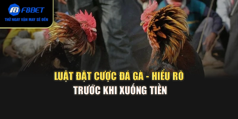 Luật đặt cược đá gà - Hiểu rõ trước khi xuống tiền