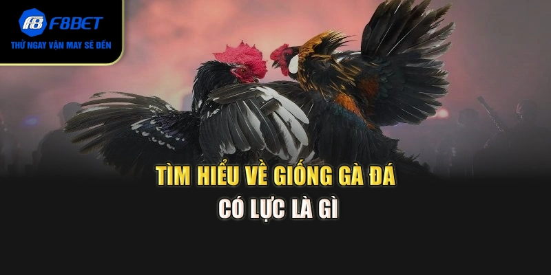 Tìm hiểu về giống gà đá có lực là gì